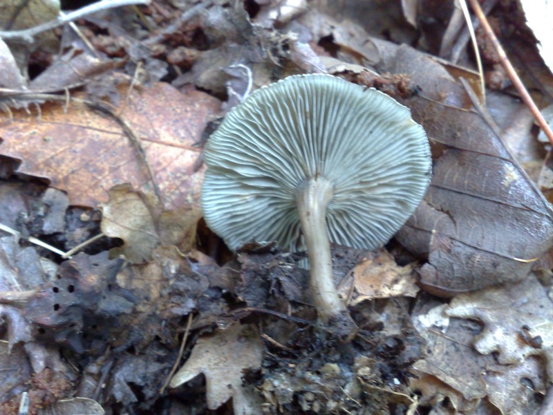 Altri due funghi dall''Etna